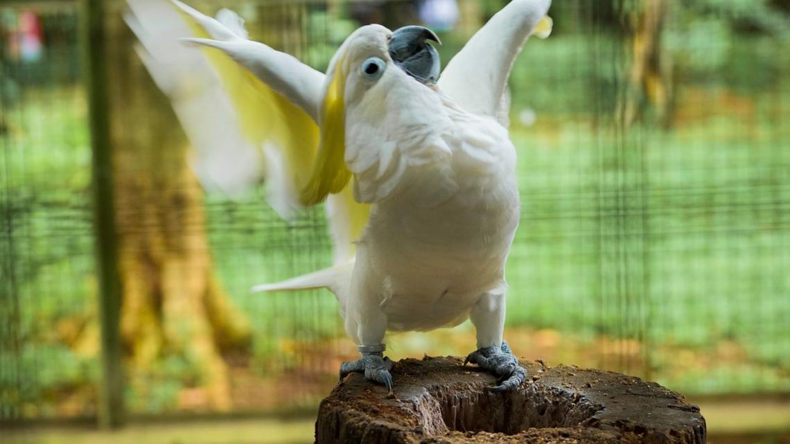This Adorable Cockatoo Can Dance Better Than Most People 