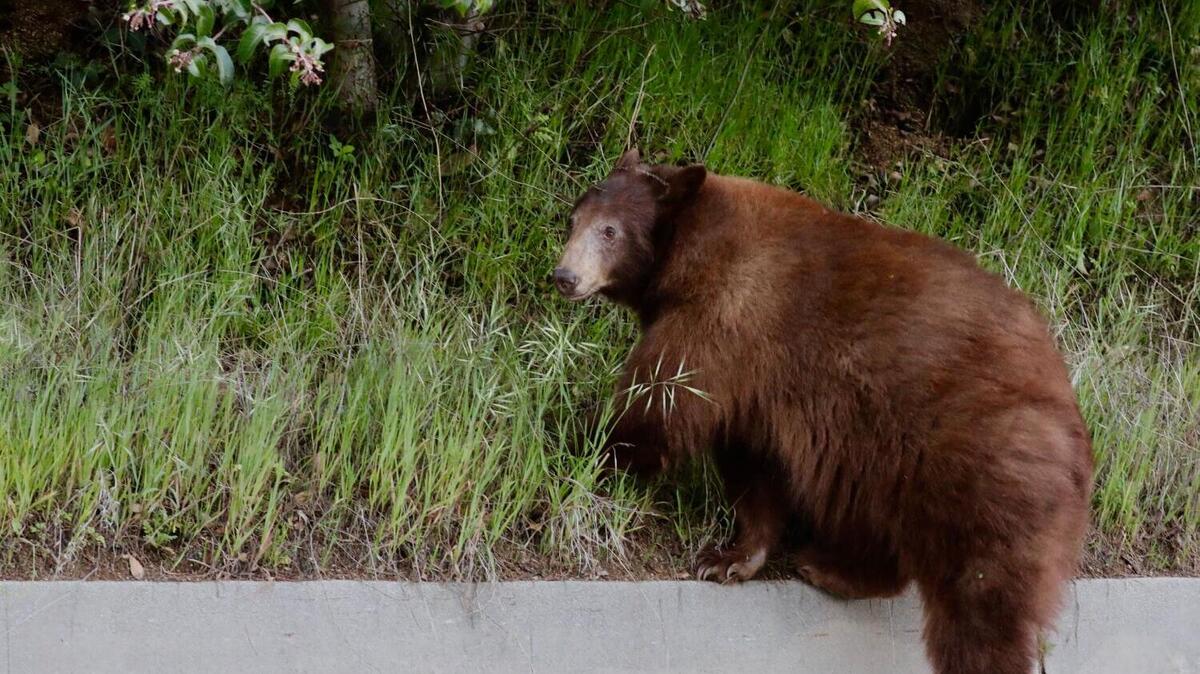 ARCADIA, CA- MARCH 25, 2020: A large bear was spotted along Canyon Road near the San Gabriel Foothills, in Arcadia. (Irfan Khan / Los Angeles Times)