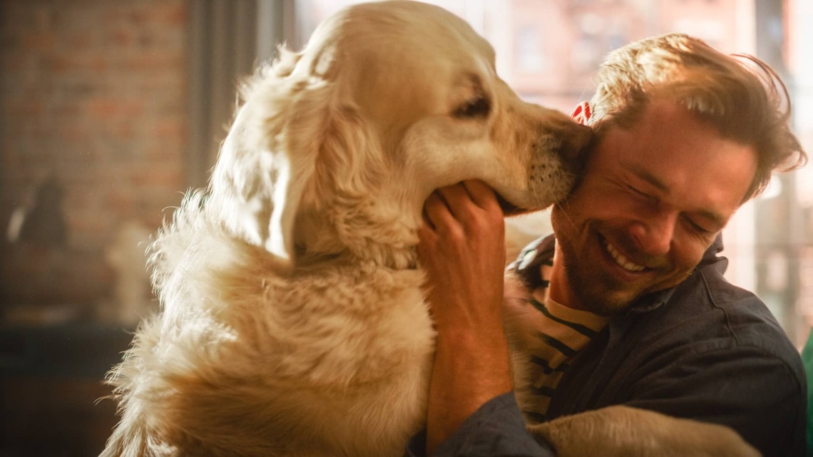 Golden Retriever Loses Her Mind When a Guest Arrives, Then Gets Adorably Shy 