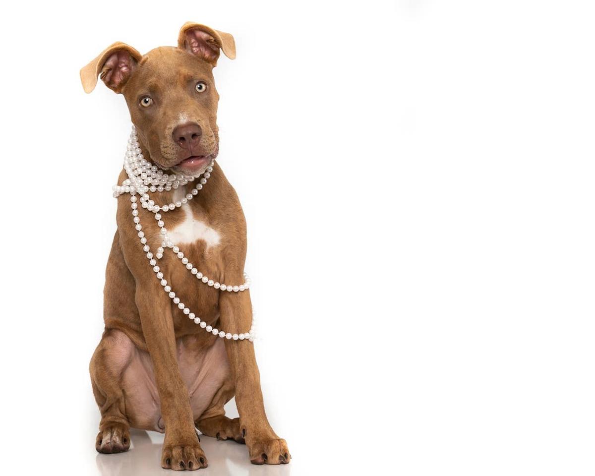  An elegant dog wearing pearls.