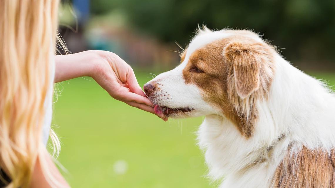 Woman gives Australian Shepherd a treat.