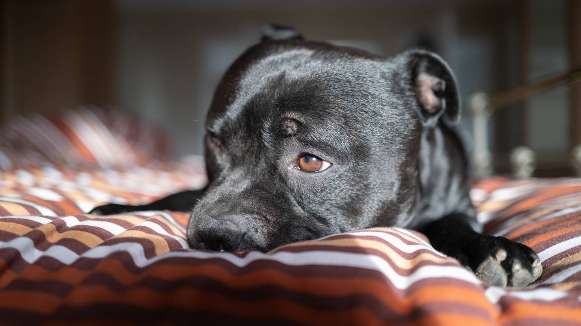 Rescue Pit Bull Hides in the Closet During Fireworks and Her Dog Siblings Have the Sweetest Response 