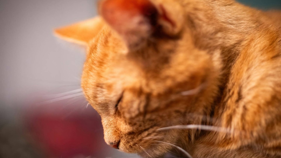 Seriously Ill Cat Found in a Carrier Faces an Uncertain Future - and Our Hearts Are Breaking 