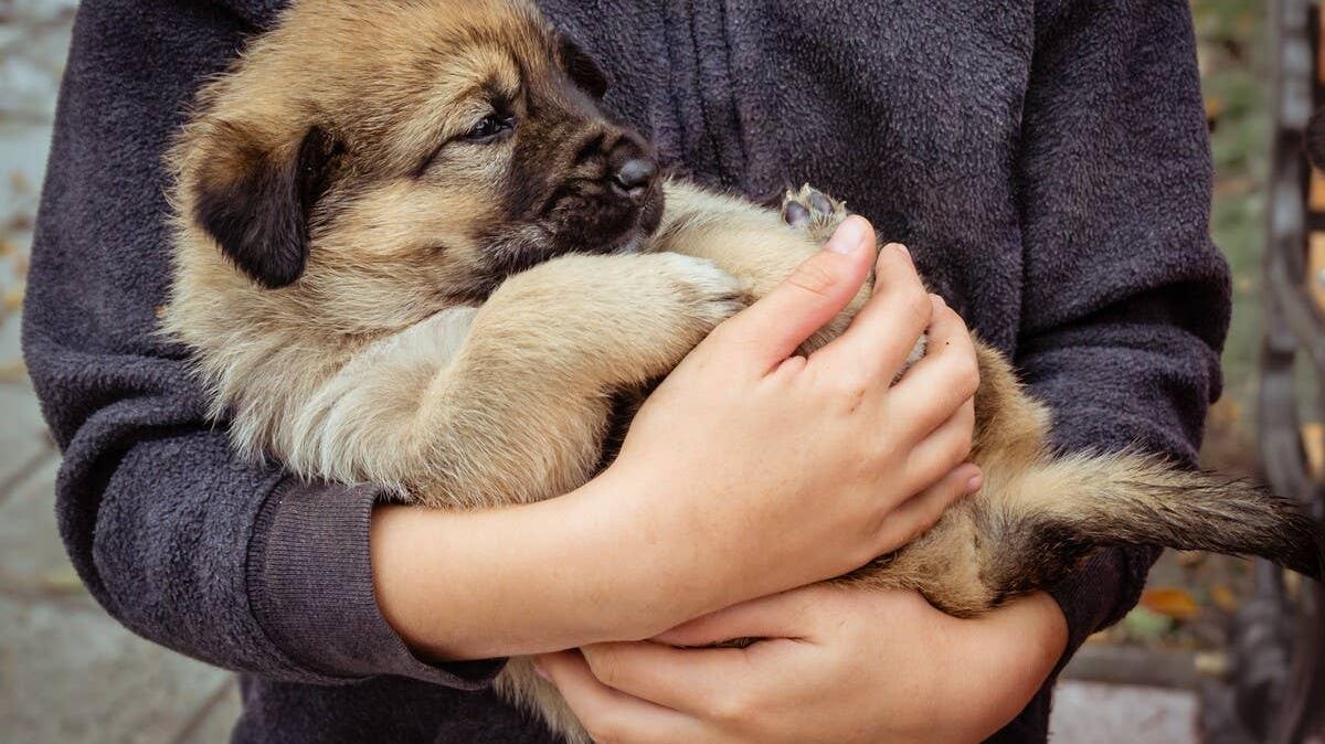 A small, sad-looking puppy cradled in someone’s arms.