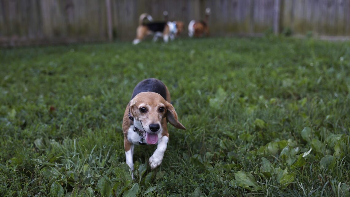 Dog Nearly Dies From Eating a Common Plant, Owner Wants Warning Labels 