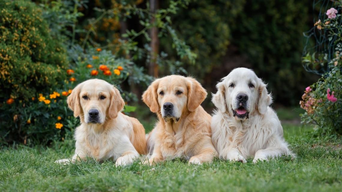 Golden Retrievers' Curiosity Quickly Becomes Terror When Their Human Sister Plays the Trombone 