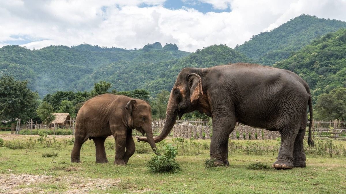 Mother and baby Elephant.