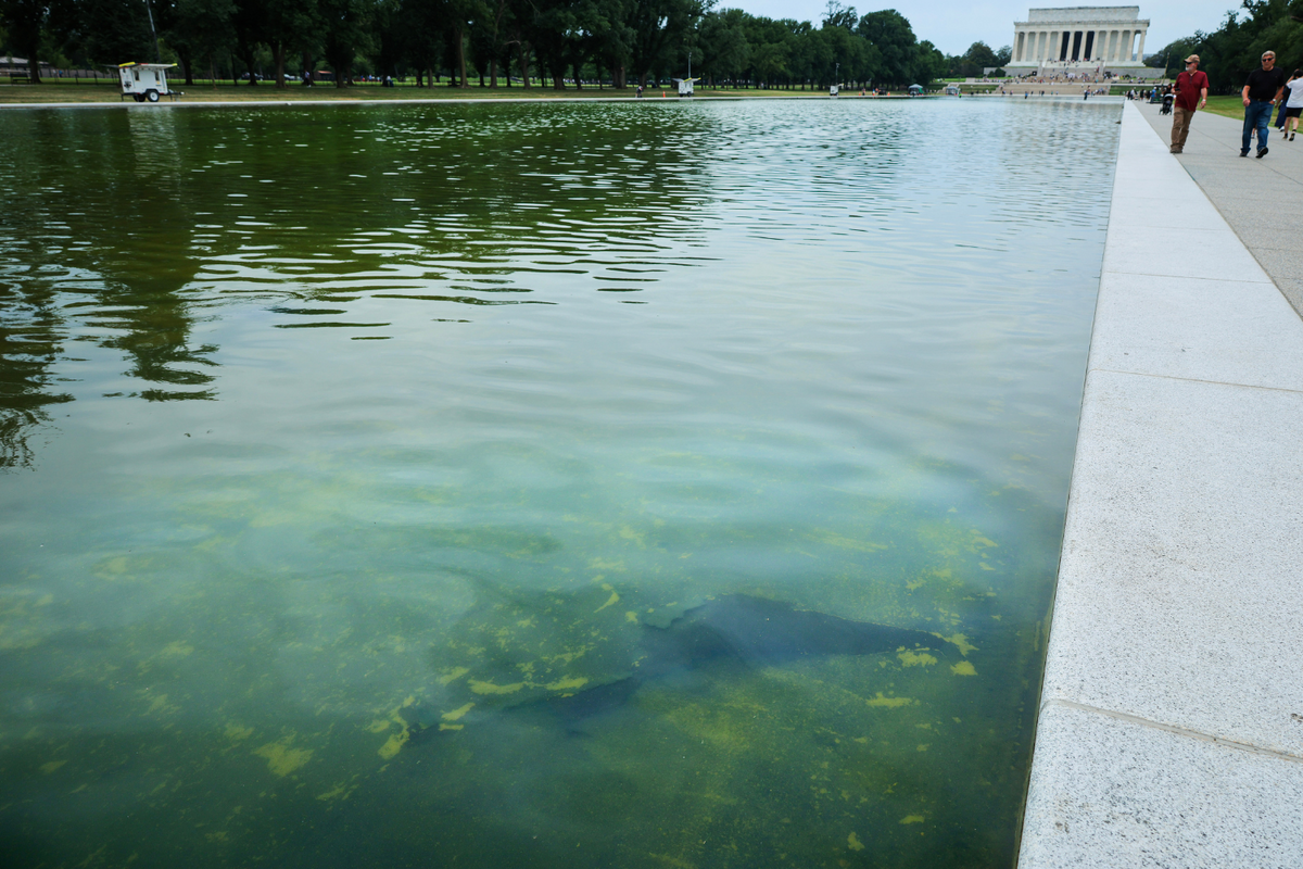  Seen through algae-laden green water, a tear in the recently applied sealant can be seen on the bottom of the Lincoln Memorial Reflecting Pool on June 18, 2026 in Washington, D.C. 