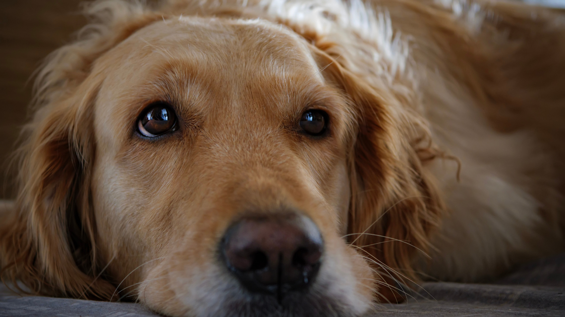 This Older Dog Started Slowing Down-Then One Change Shifted Everything 
