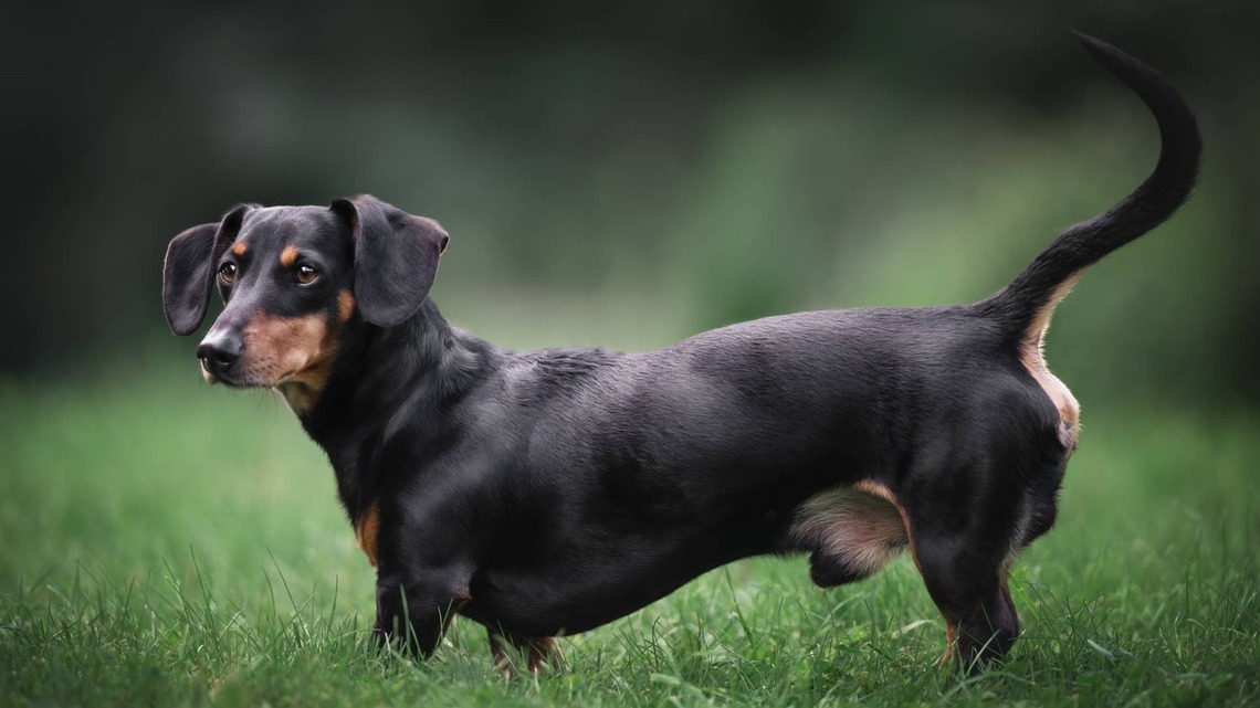 Dachshund Demands Cuddle Time, and She Isn't Taking No for an Answer 