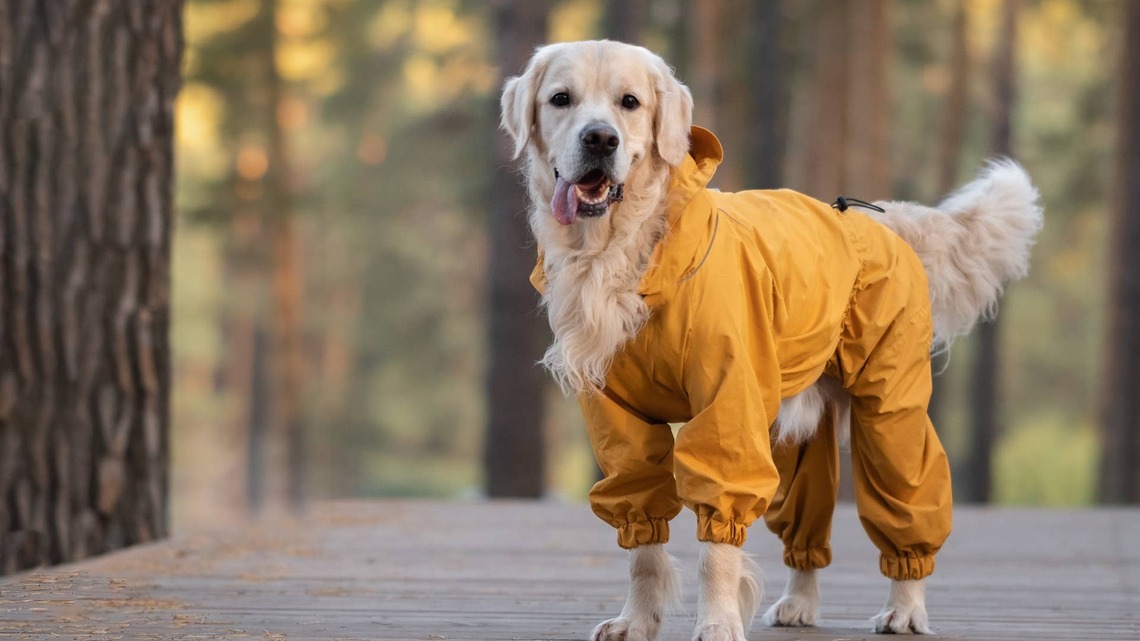 Golden Retriever Is Deeply Offended by His Raincoat and Makes Sure Mom Knows It 