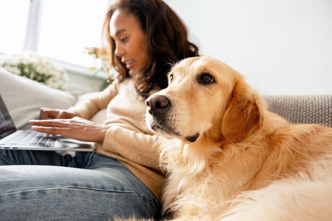  A loyal Golden Retriever sits by their mother's side as she works. 