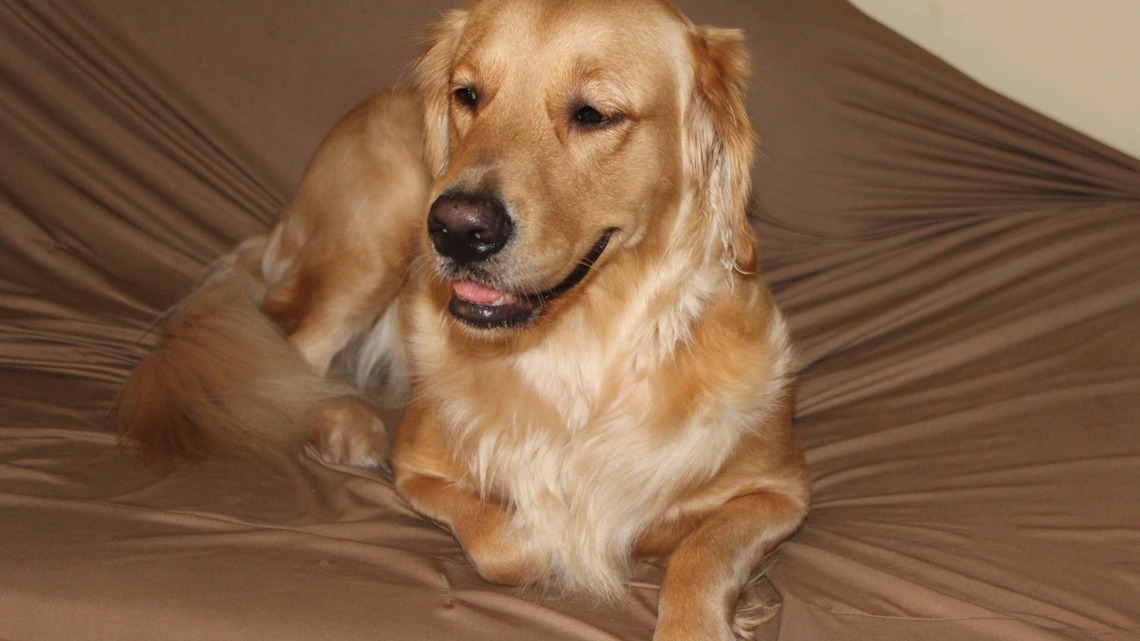 Golden Retriever Who Loafs Like a Cat Is Truly 'The Whole Bakery' 