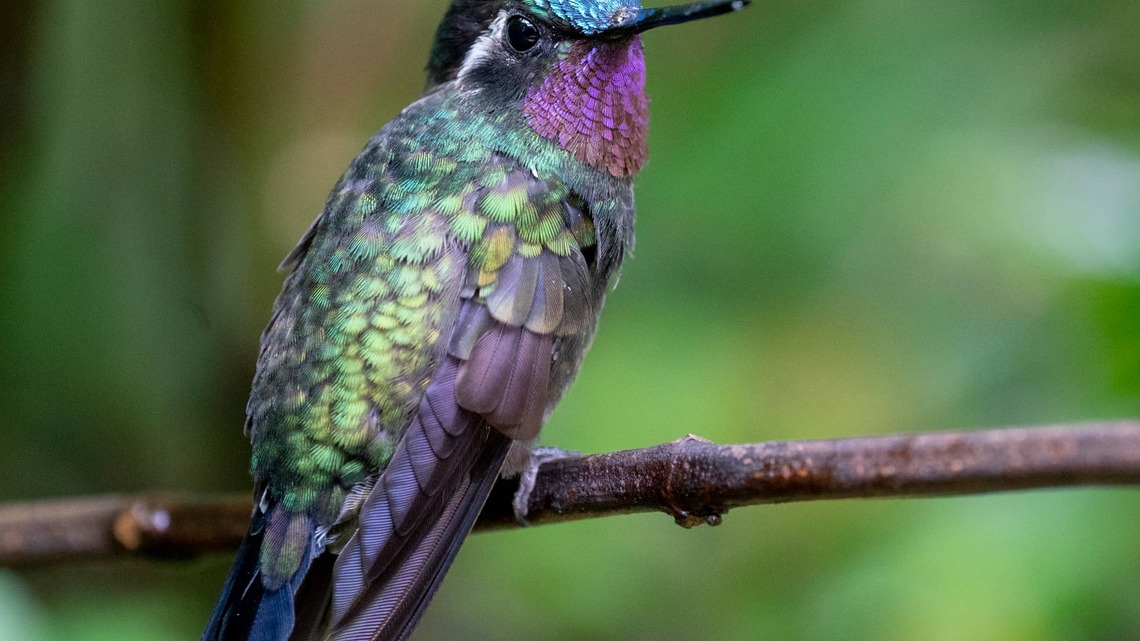 Woman's Clever Feeder Hack Gives Hummingbirds a Place to Hang Out