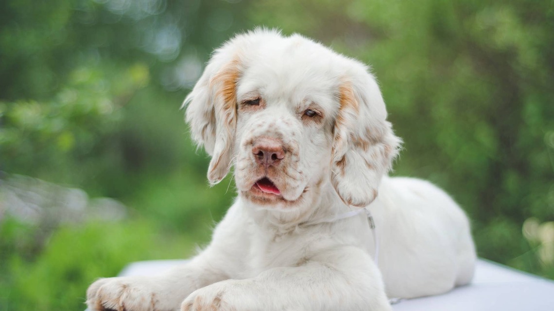 Clumsy Clumber Spaniel Puppies Are Little Rays of Sunshine on 4 Legs 