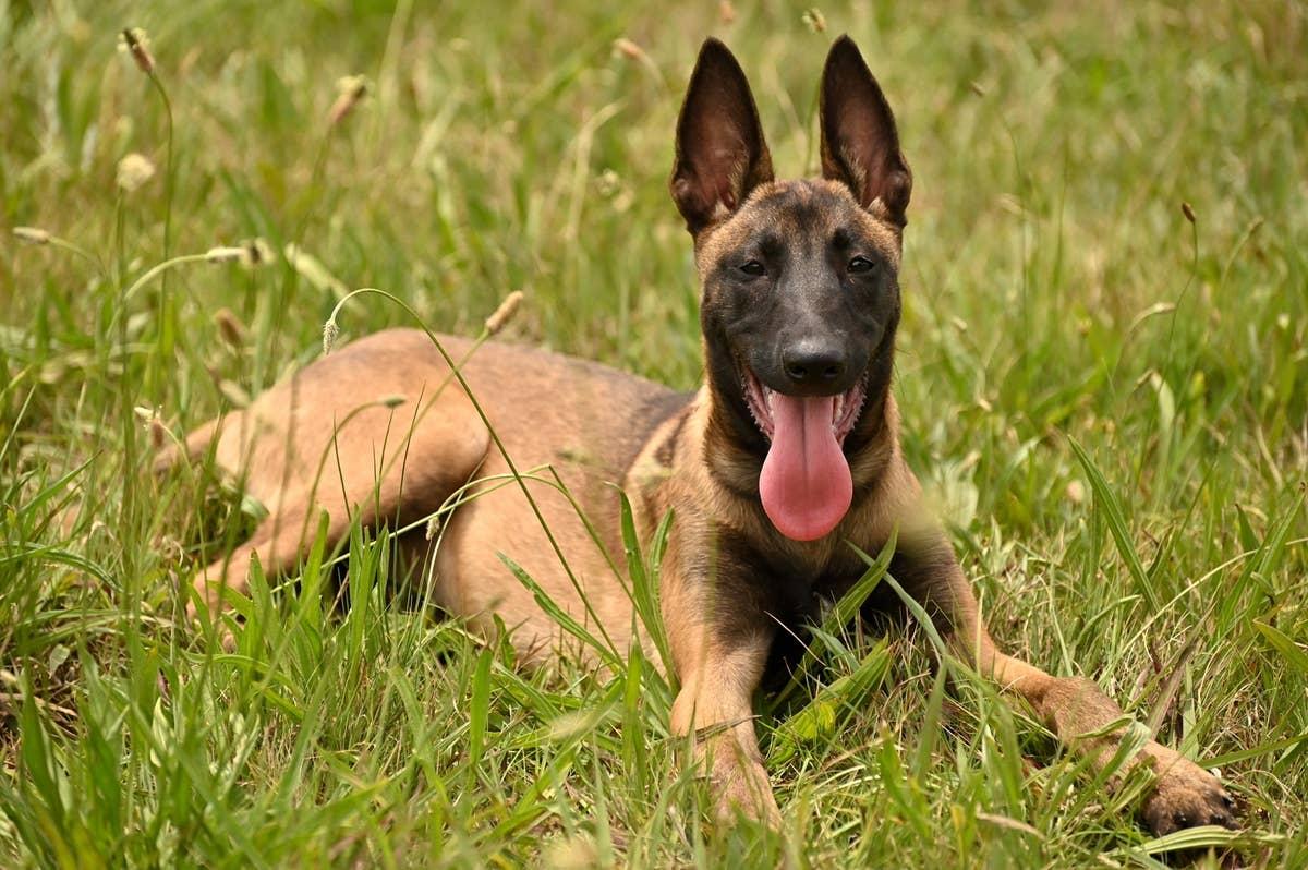  This breed can be more demanding than it first appears.