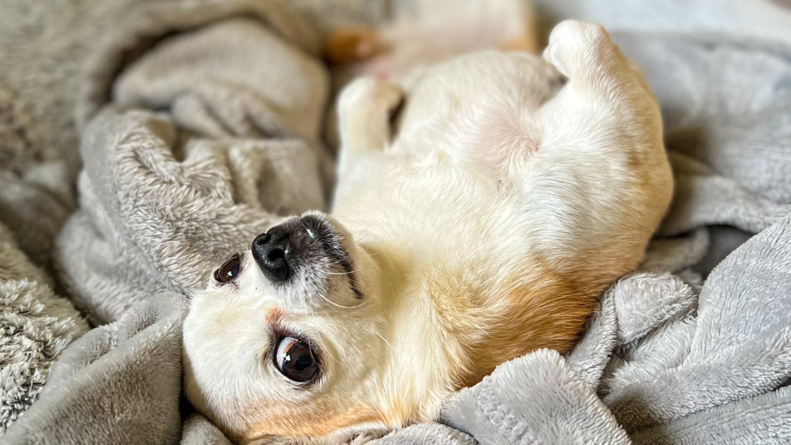 Tiny Chihuahua Puppy Is Deeply Annoyed That No One Will Be Quiet 