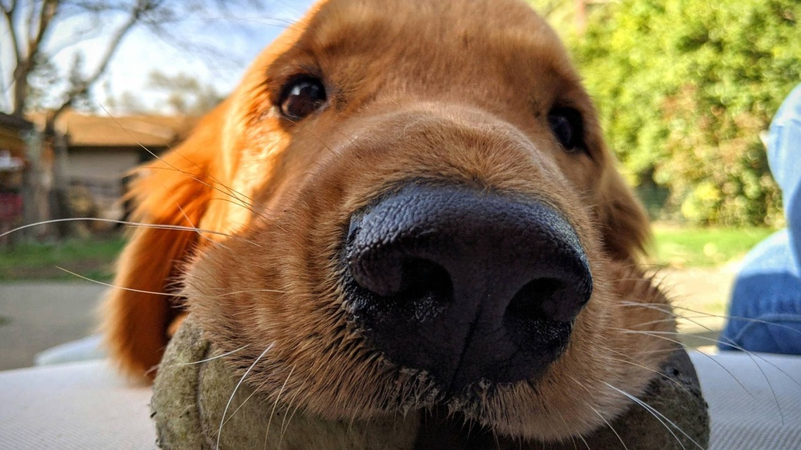 Rescued Golden Retriever Cries 'Tears of Joy' Over Her First-Ever Toy 