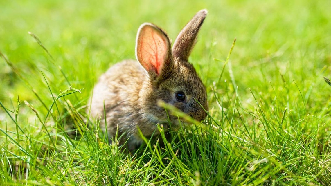 Found Baby Bunnies in Your Yard? An Expert Says What to Do-and the #1 Thing to Avoid 