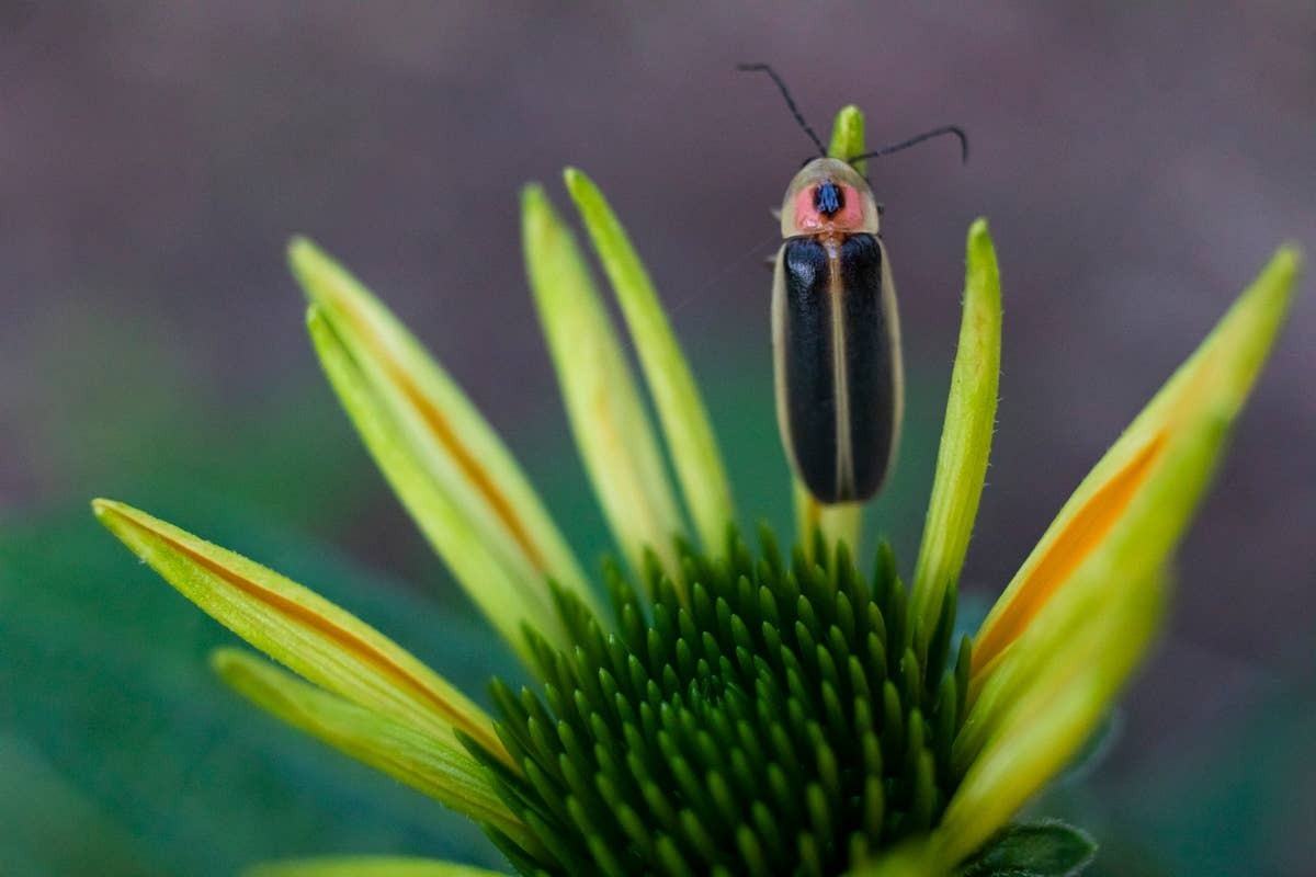 Earlier sightings can offer clues about seasonal conditions..