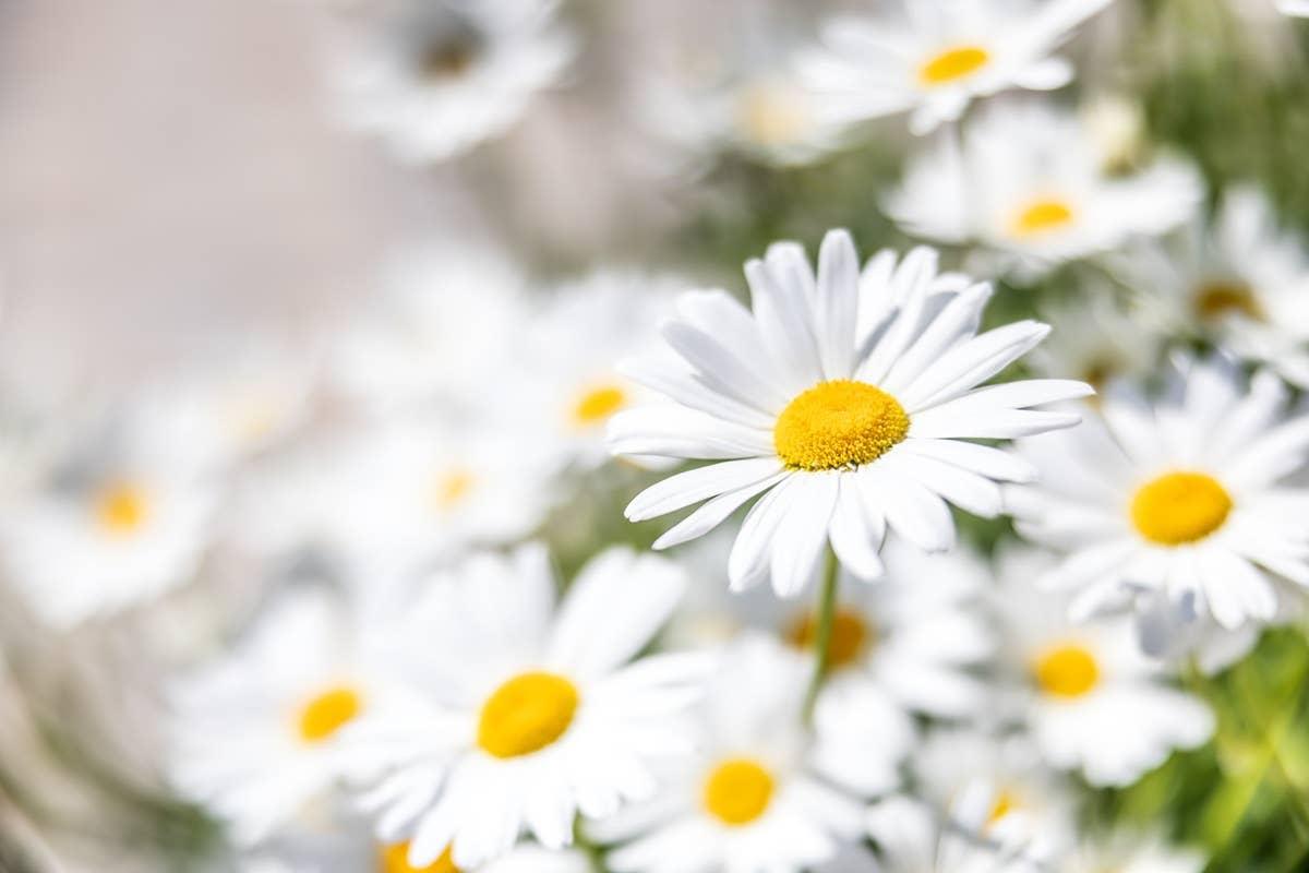  Daisies are one of the worst flowers to plant if you want to attract hummingbirds.