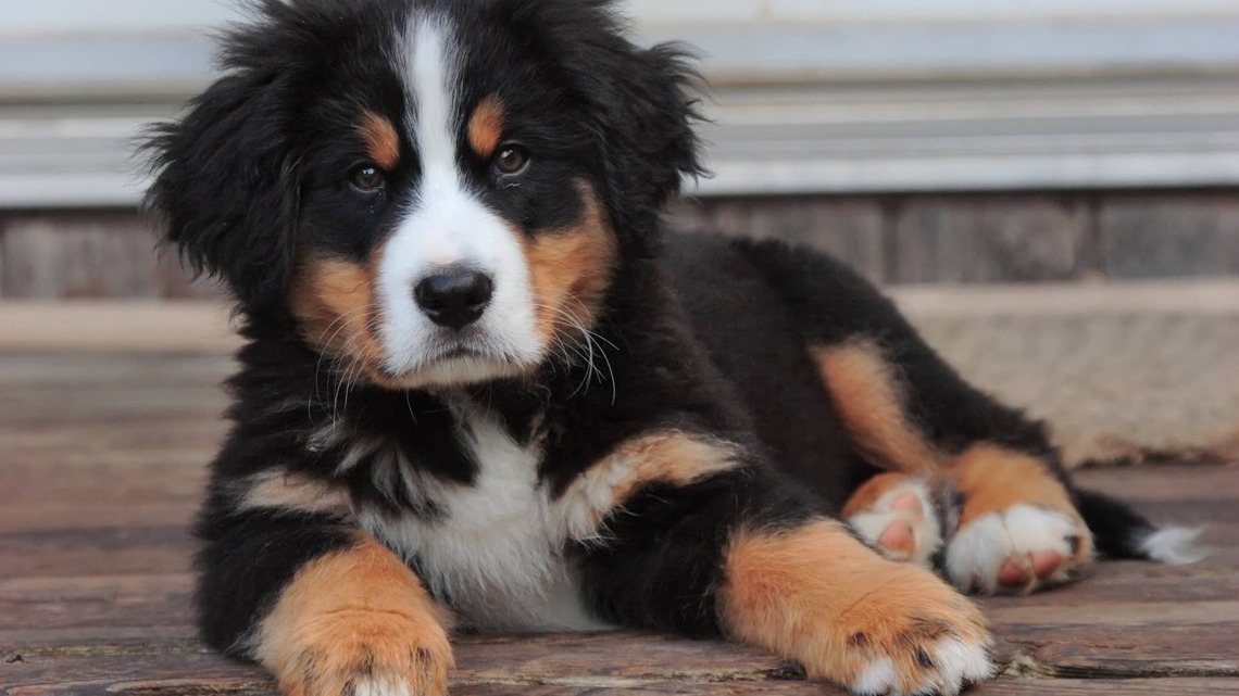 Bernese Mountain Dog Puppy Getting His First Bath Is 'The Prettiest Puppy Who Ever Puppied' 