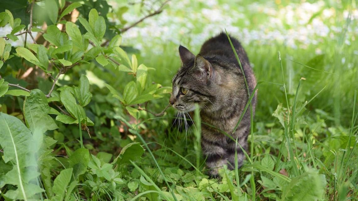 This Cat Spotted 'Her Baby' Wandering Too Far and Instantly Switched Into Mom Mode 