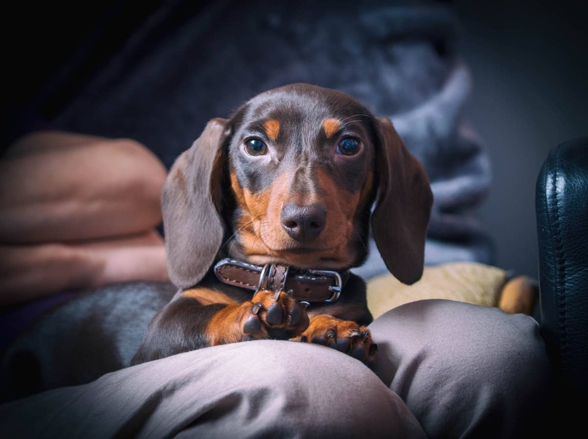  A loyal, curious dog that's known for forming strong bonds.