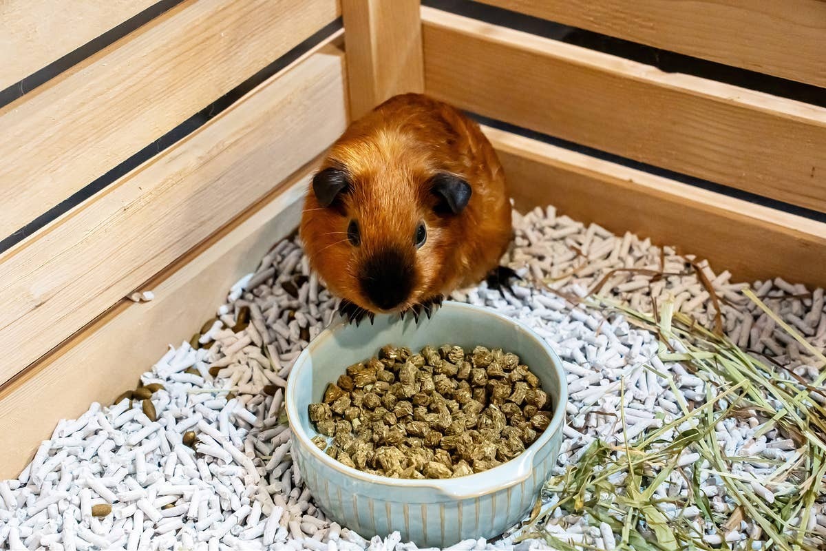  Proper nutrition plays a key role in guinea pig wellness.