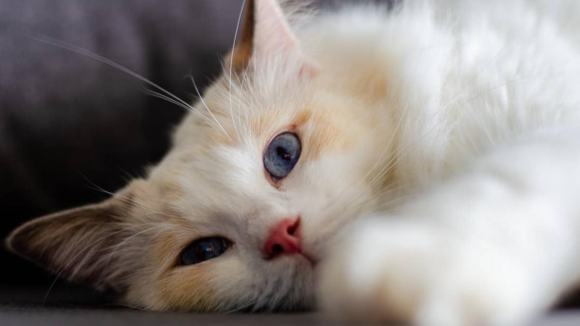 Ragdoll Cat's ‘Secret Boyfriend' Reveal Has Mom in Stitches