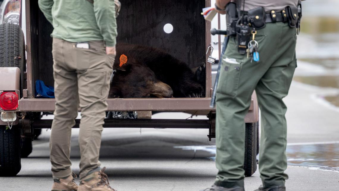 275-pound bear causes stir at Hansen Dam, runs from rangers but conks out on a wall 