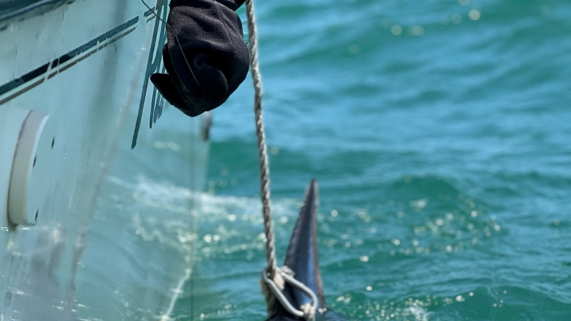 Scientists turn to sharks to improve hurricane predictions