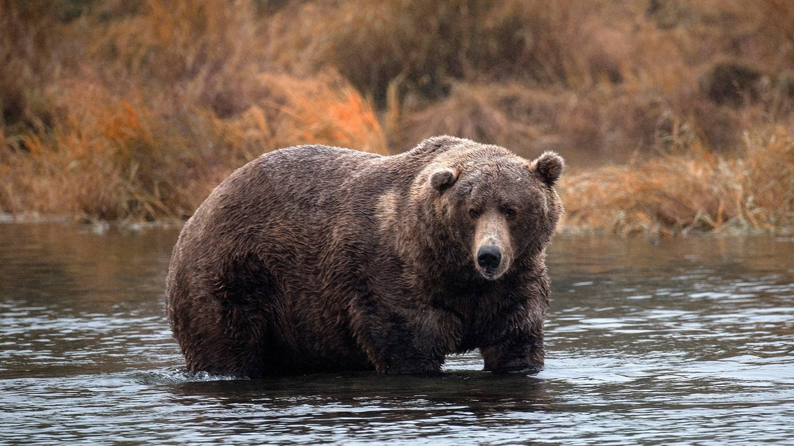 A Massive Brown Bear Just Won Fat Bear Week, But His Sweet Family History Is Winning Over the Internet 