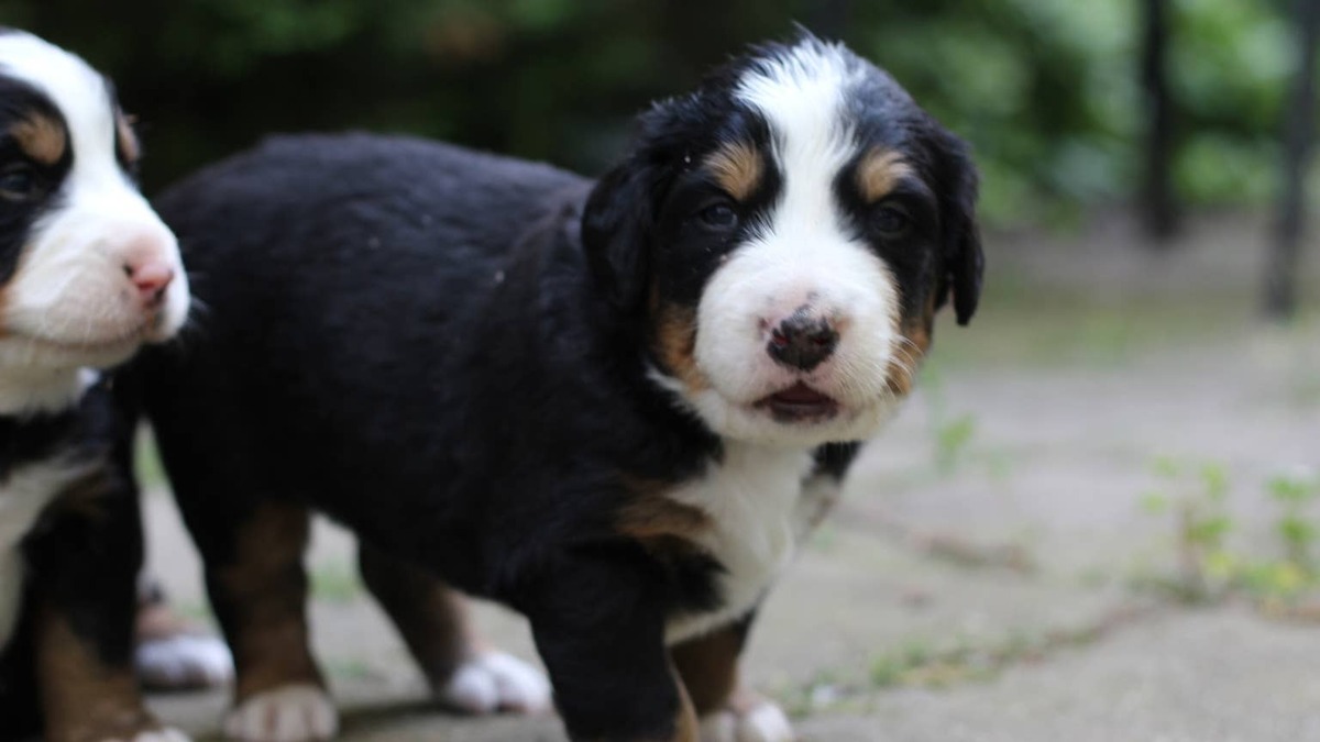 bernese mountain dog puppies. 