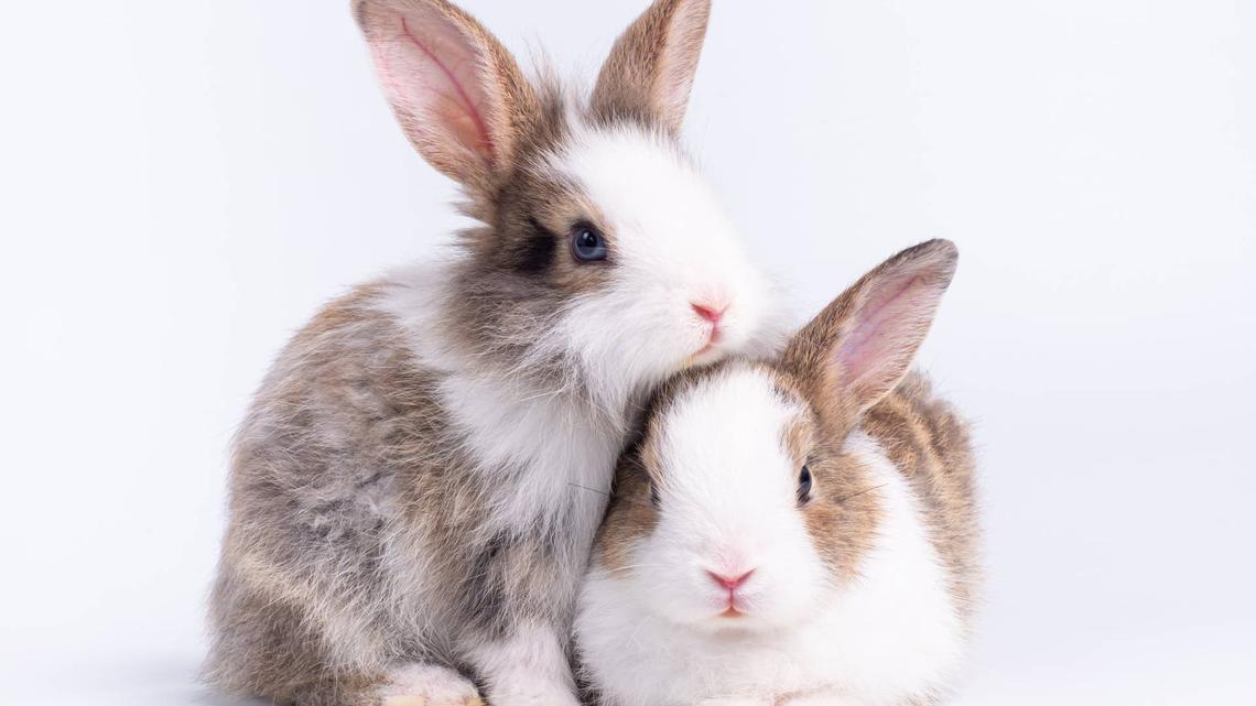 Rescued Bunnies Hear Music for First Time and Their Reaction Is Pure Magic 