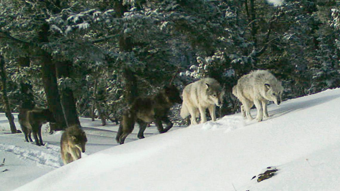 At least 8 gray wolves have been found poisoned to death this year in Oregon, according to state police.