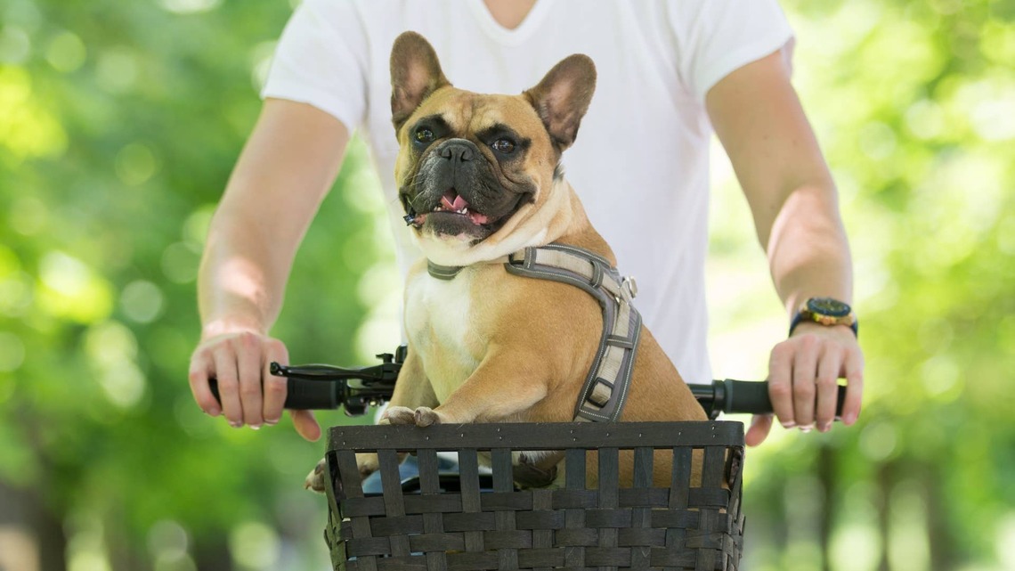 Foster Dad Takes Deaf and Blind Frenchie on a Bike Ride, and His Joy Is Everything 