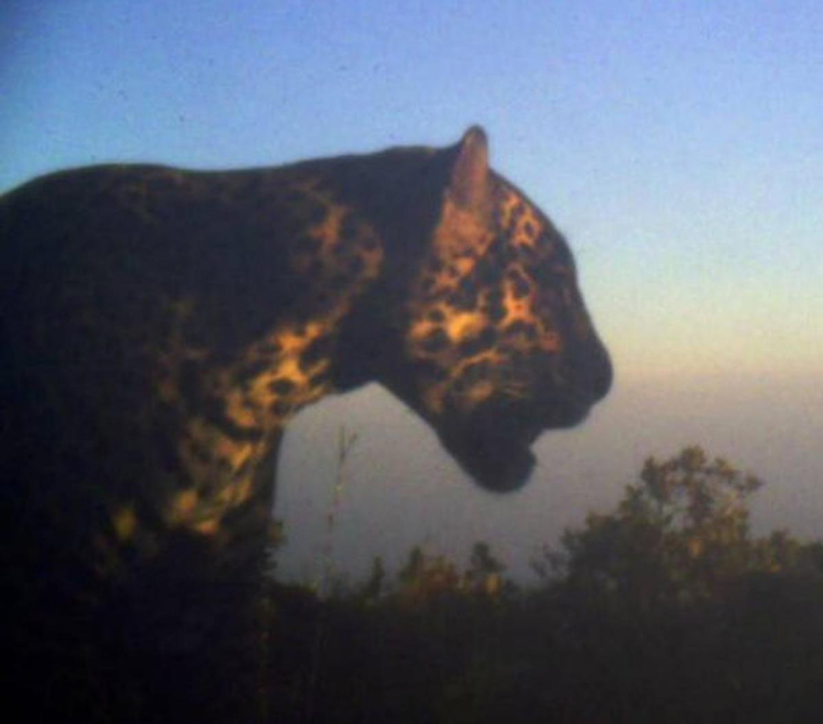  Jaguar-Cusuco in 2016. (Panthera-Honduras via SWNS) 