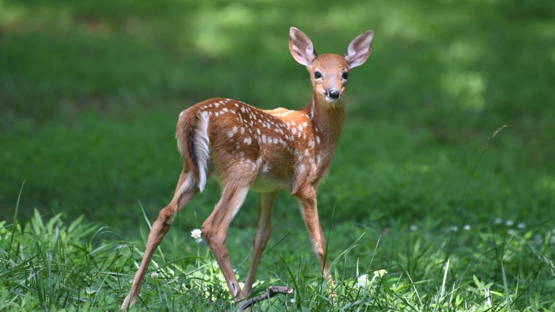 Family's Reaction To Seeing the Baby Deer They Raised Come Home Has Us in Our Feelings 
