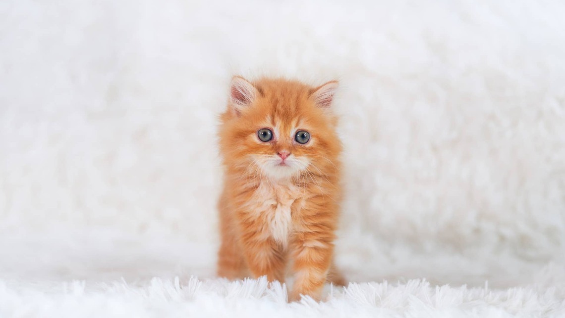 Litter of Orange Persian Kittens Makes the Perfect 'Bed Full of Cuteness' 