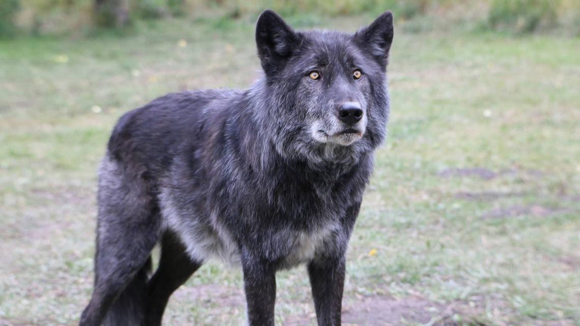 Black wolf. 