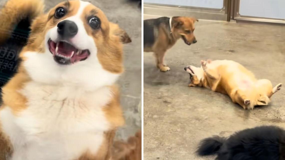 Man Picks Up Corgi From Day Care-Not Ready for What He Sees Through Window 