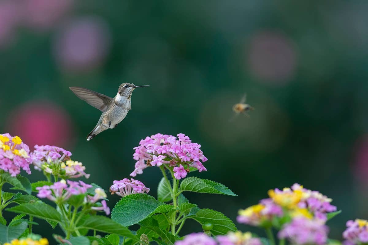  Backyard birds can be surprisingly picky about where they spend their time.