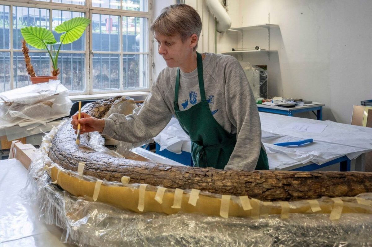  The mammoth's tusk in the paleontological preparation laboratory of the Bavarian State Collections of Natural History. (K. Hagemann / SNSB via SWNS) 