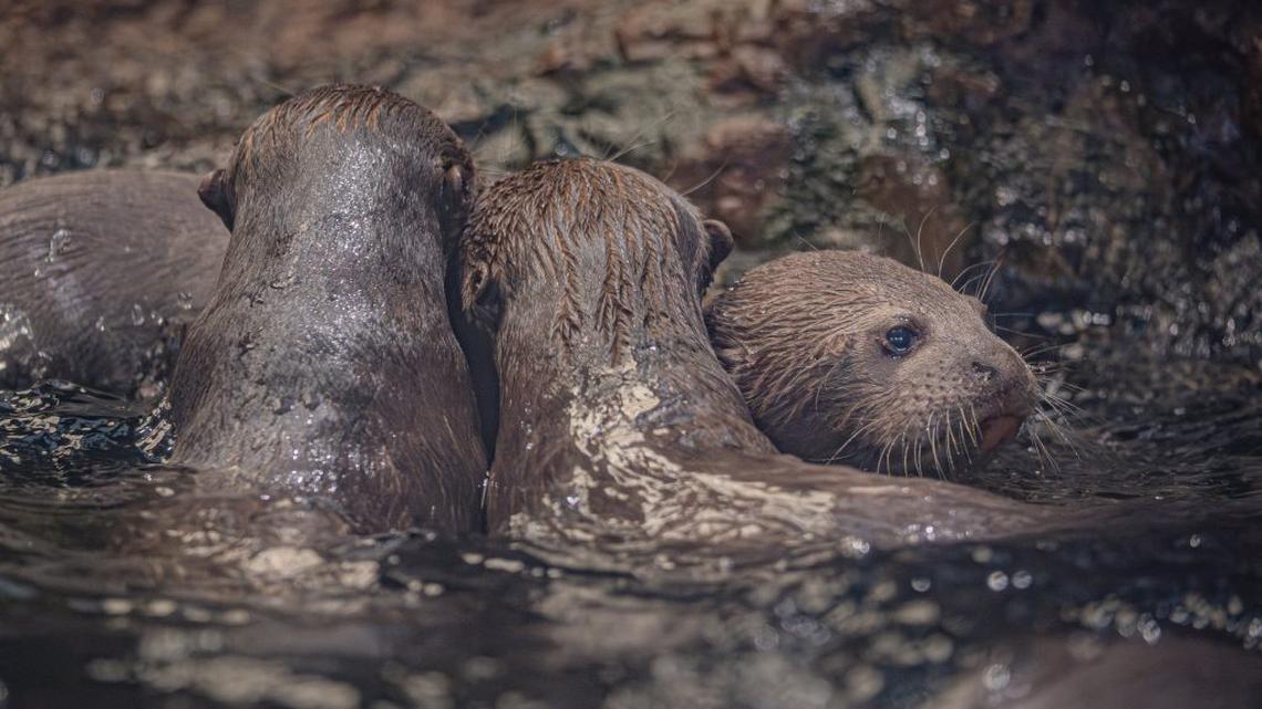 Rare otter triplets born at zoo give hope for endangered breed