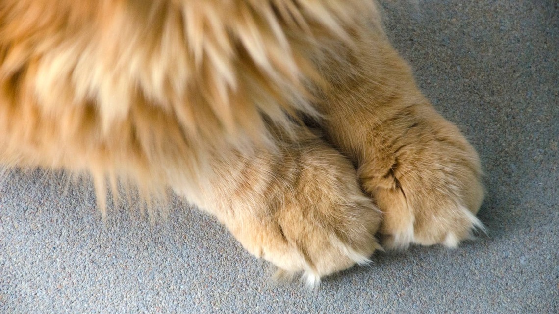 Majestic Maine Coon Kitten Litter Looks Like a Herd of 6 Little Lions 