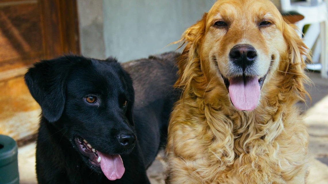This Labrador Has One Job at Fetch-Ruining It for the Golden Retriever 