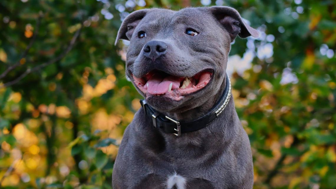 Blue Staffy Had the Best Day Ever at Their Sister's First Birthday Party 
