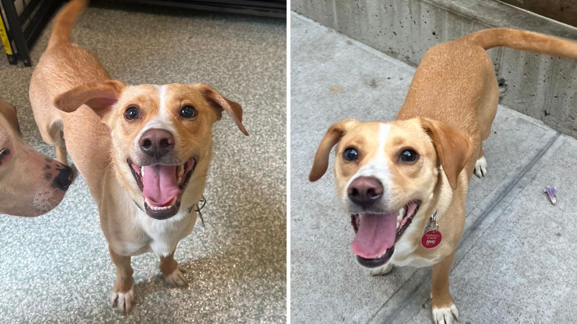 Dog's Leash Breaks Off During Walk-There's Only One Place He Wants To Go 