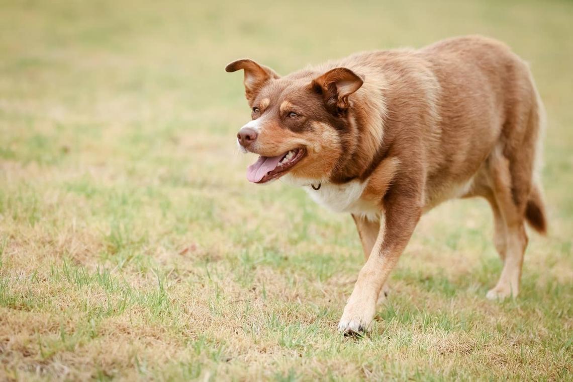  A beautiful Red Kelpie, like Rusty from Bluey. 